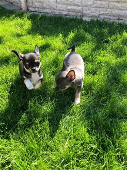 Twee Chihuahua Pups - 0