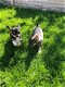 Twee Chihuahua Pups - 0 - Thumbnail