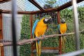 Macaw papegaaien nu klaar. - 0 - Thumbnail