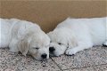 Kwaliteit AKC Golden Retriever Pups - 0 - Thumbnail