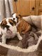 Schattige Engelse bulldog pups - 0 - Thumbnail