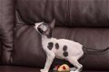 Cornish Rex Kittens - 0 - Thumbnail