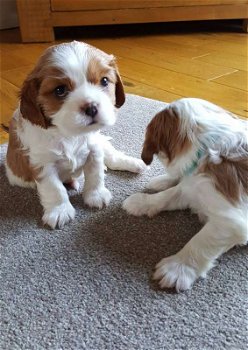 Cavalier King Charles Spaniel Pups - 0