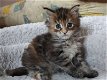 Maine Coone Kittens - 0 - Thumbnail