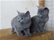 Mooie Russische blauwe kittens - 0 - Thumbnail