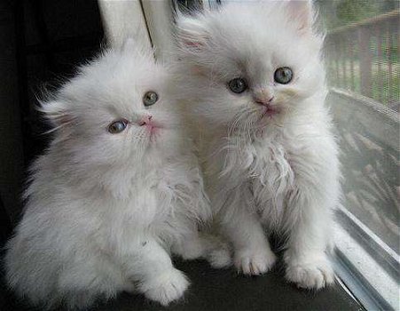 Mooie Perzische kittens - 0