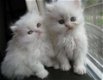 Mooie Perzische kittens - 0 - Thumbnail