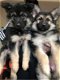 Leuke en schattige Duitse herder pups - 0 - Thumbnail