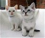 Mooie Birman Kittens - 0 - Thumbnail
