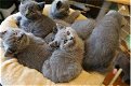 Mooie Britse kort haar Kittens - 0 - Thumbnail