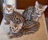 Bengaalse kittens beschikbaar - 0 - Thumbnail