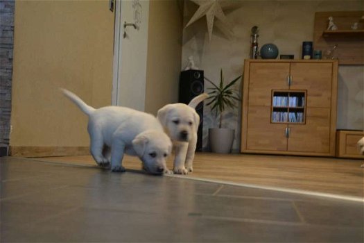 Labrador Pups ter adoptie! - 0