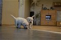 Labrador Pups ter adoptie! - 0 - Thumbnail