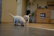 Labrador Pups ter adoptie!