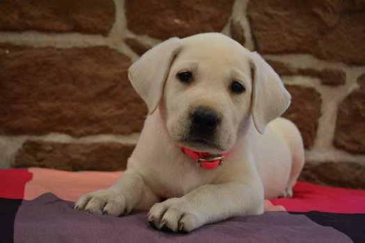 Labrador Pups ter adoptie! - 1