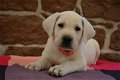 Labrador Pups ter adoptie! - 1 - Thumbnail