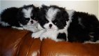 Mooie Japanse Chin pups nu beschikbaar - 0 - Thumbnail