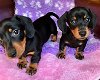 Prachtige Kc Reg Boxer pups - 1 - Thumbnail