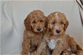 Kwaliteit Cavapoo Pups - 0 - Thumbnail