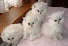 gezonde Perzische kittens - 0