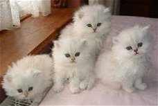gezonde Perzische kittens