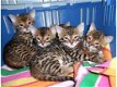 mannelijke en vrouwelijke Bengaalse kittens voor adoptie - 0 - Thumbnail
