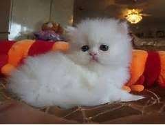 mooie Perzische katjes voor adoptie - 0