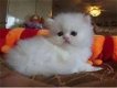 mooie Perzische katjes voor adoptie - 0 - Thumbnail