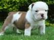 Engels bulldog pups voor adoptie - 0 - Thumbnail
