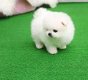 Pommeren pup voor een goede thuis - 0 - Thumbnail