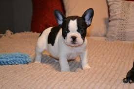 franse bulldog pups voor adoptie - 0