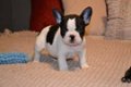 franse bulldog pups voor adoptie - 0 - Thumbnail