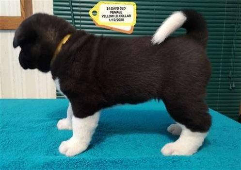 Akita Pups available - 0