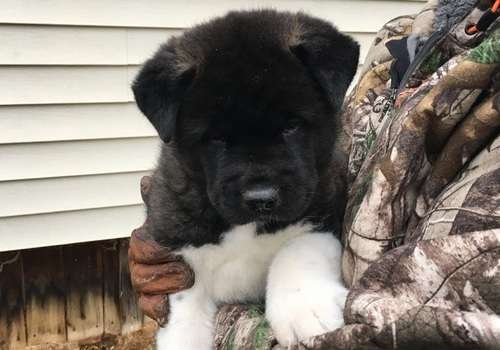 Akita Pups available - 1