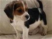 Tri-colored Beagles puppies are now ready - 0 - Thumbnail