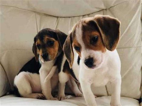 Tri-colored Beagles puppies are now ready - 1