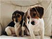 Tri-colored Beagles puppies are now ready - 1 - Thumbnail