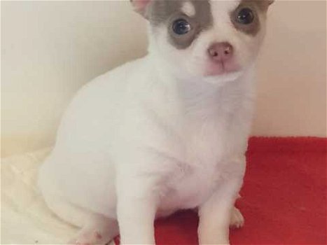 Beautiful Chihuahua puppies for re-placement - 0