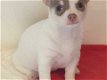 Beautiful Chihuahua puppies for re-placement - 0 - Thumbnail