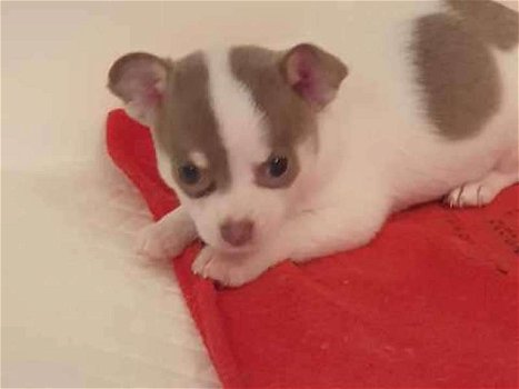 Beautiful Chihuahua puppies for re-placement - 1