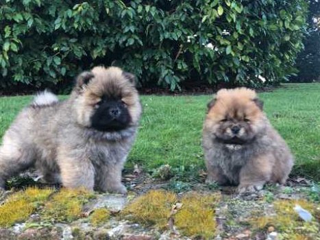 Healthy Chow Chow puppies - 0