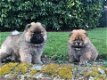 Healthy Chow Chow puppies - 0 - Thumbnail
