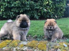 Healthy Chow Chow puppies