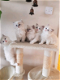 Ragdoll Mix kittens beschikbaar - 0 - Thumbnail