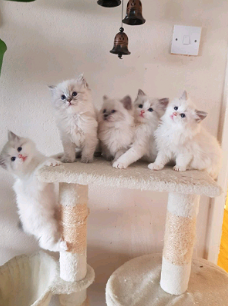 Ragdoll Mix kittens beschikbaar