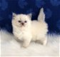 Ragdoll Mix kittens beschikbaar - 1 - Thumbnail