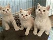 Blauwe Britse korthaar X Oosterse vrouwelijke kittens - 0 - Thumbnail