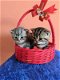 Blauwe Britse korthaar X Oosterse vrouwelijke kittens - 1 - Thumbnail