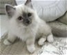 Mooie crème Birman Kittens korthaar jongens en meisjes klaar - 0 - Thumbnail