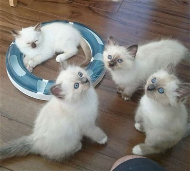 Mooie crème Birman Kittens korthaar jongens en meisjes klaar - 1